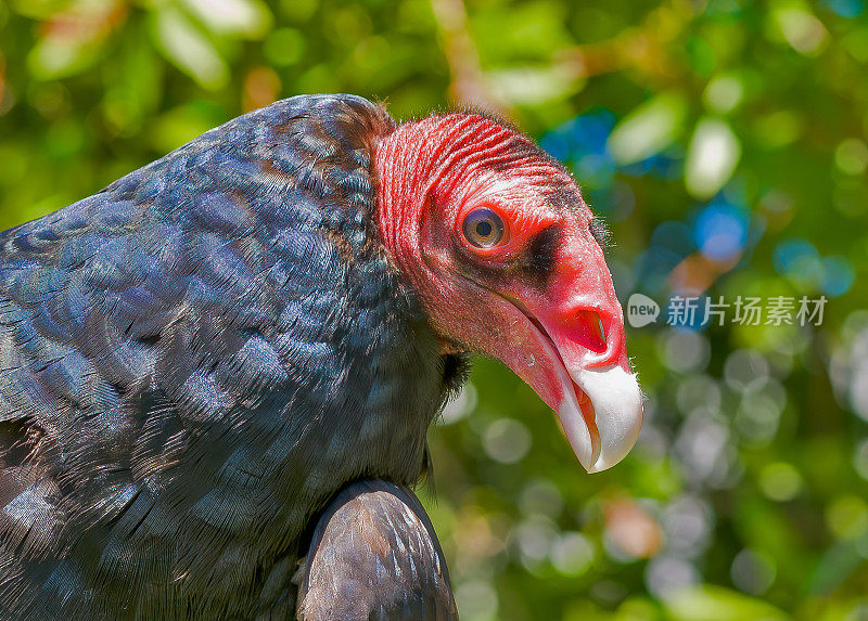 土耳其秃鹫(Cathartes aura)是一种遍布美洲大部分地区的鸟类。土耳其兀鹰或兀鹰。加州圣罗莎。Pepperwood保护区。